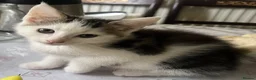 Mixed Breed cats for sale: 6 Lovely kittens for sale  - Advert 10