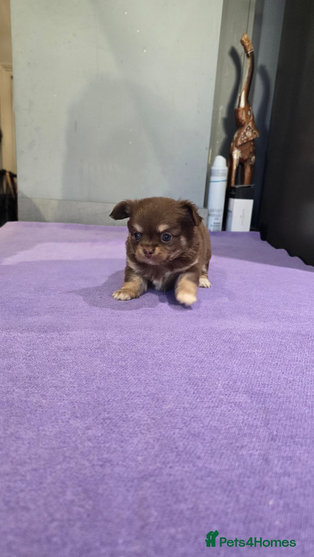 Chihuahua dogs for sale: Chihuahua puppies Russian ancestry with perfect bo - Advert 16