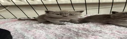 British Shorthair cats for sale: British shorthair kittens blue & lilic - Advert 1