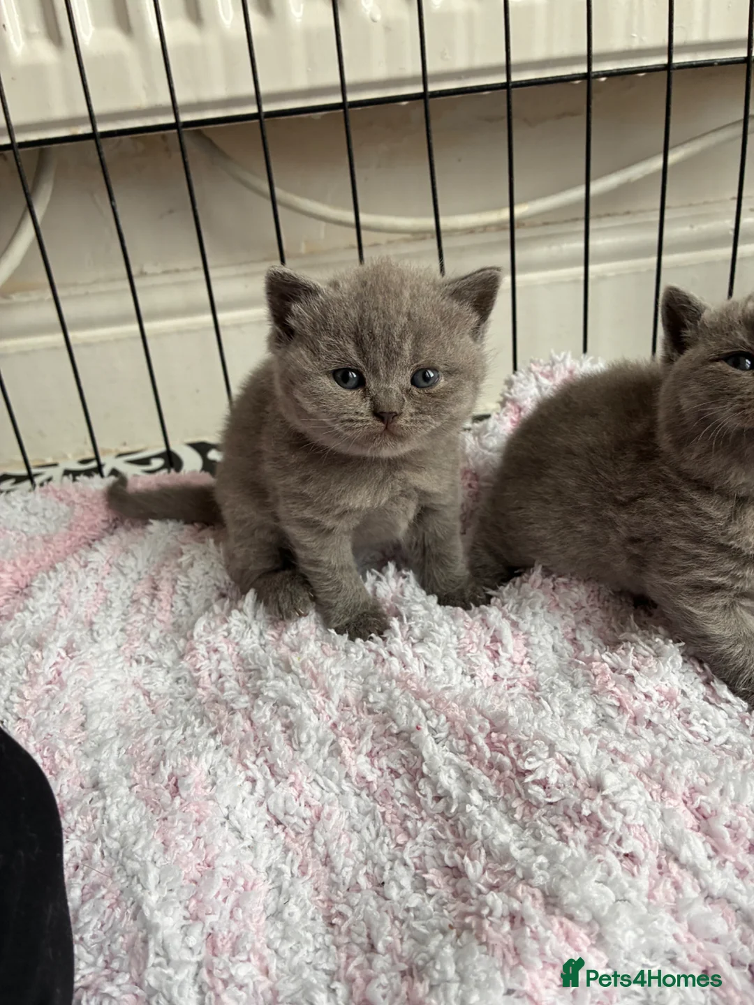 British Shorthair cats for sale: British shorthair kittens blue & lilic - Advert 1