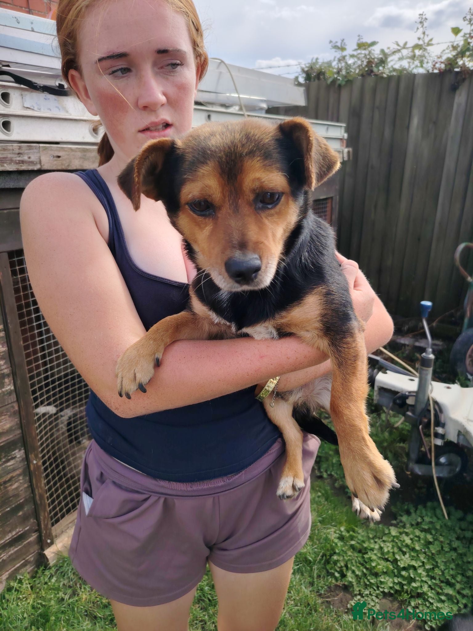 Jack Russell dogs 1 Male Adult Jack Russell Looking For Good Home - Advert 3