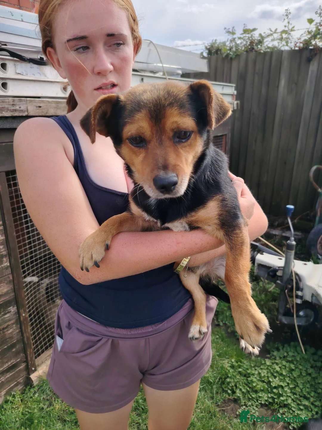 Jack Russell dogs for sale: 1 Male Adult Jack Russell Looking For Good Home in Boston - Advert 1