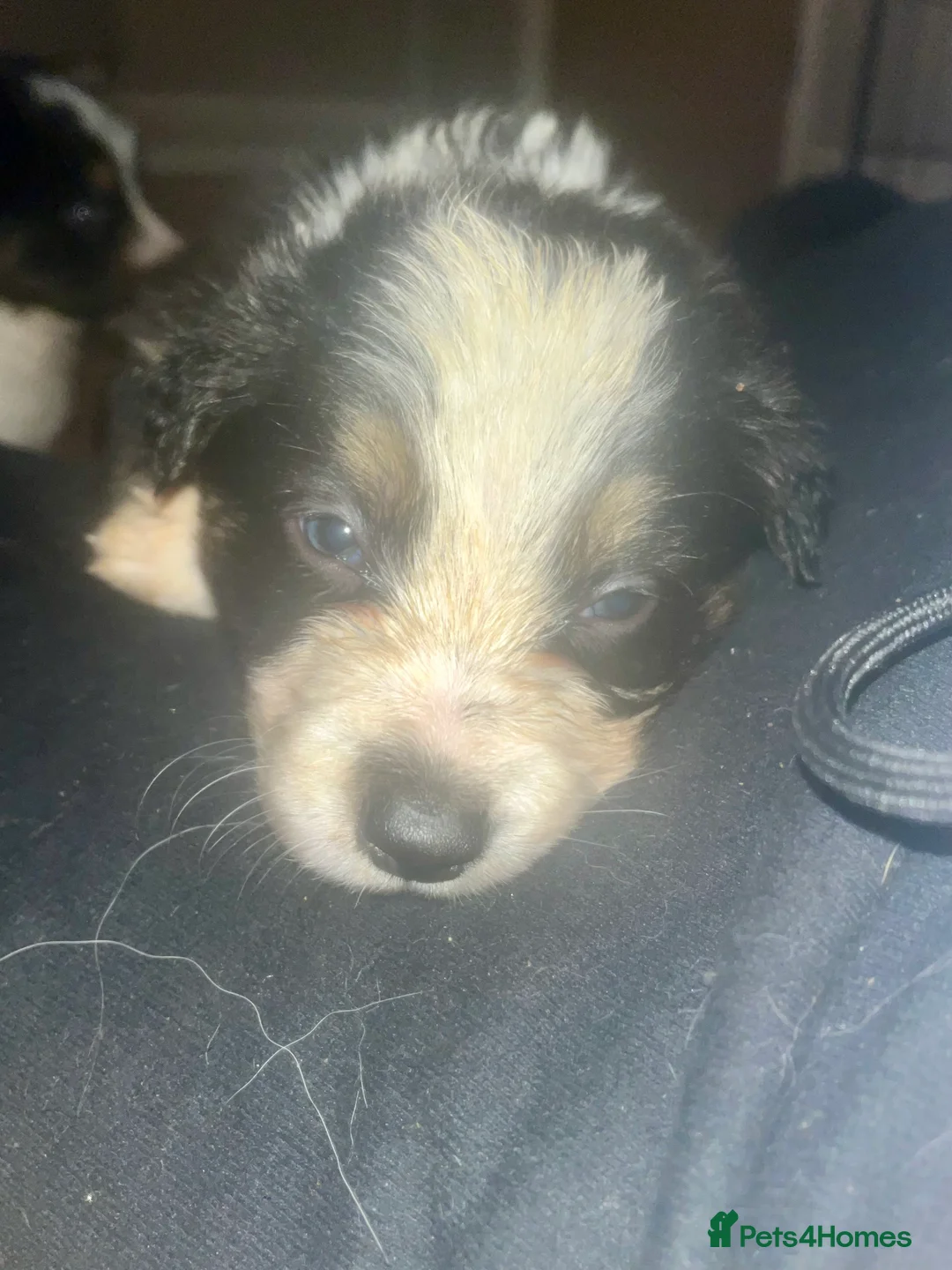 Border Collie dogs for sale: 6 beautiful tri border collie pups for sale  - Advert 18