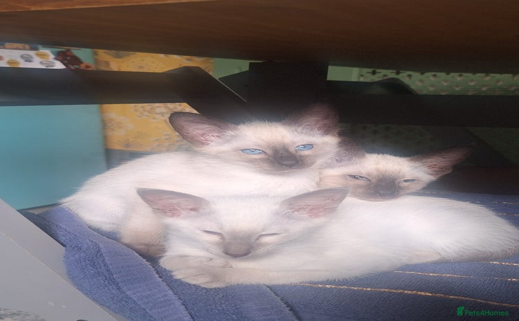 Siamese cats - Advert 1