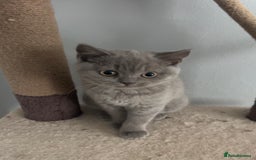 British Shorthair cats for sale: British Shorthair Kittens - Image 27