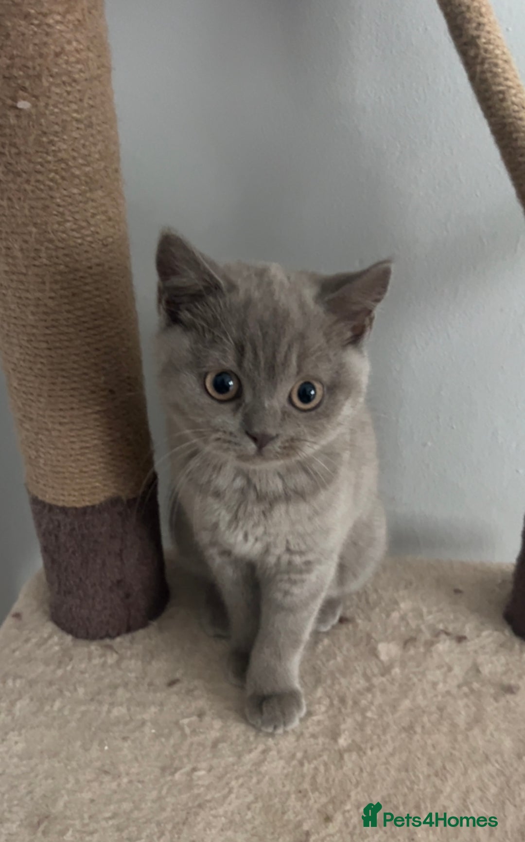 British Shorthair cats for sale: British Shorthair Kittens - Image 27