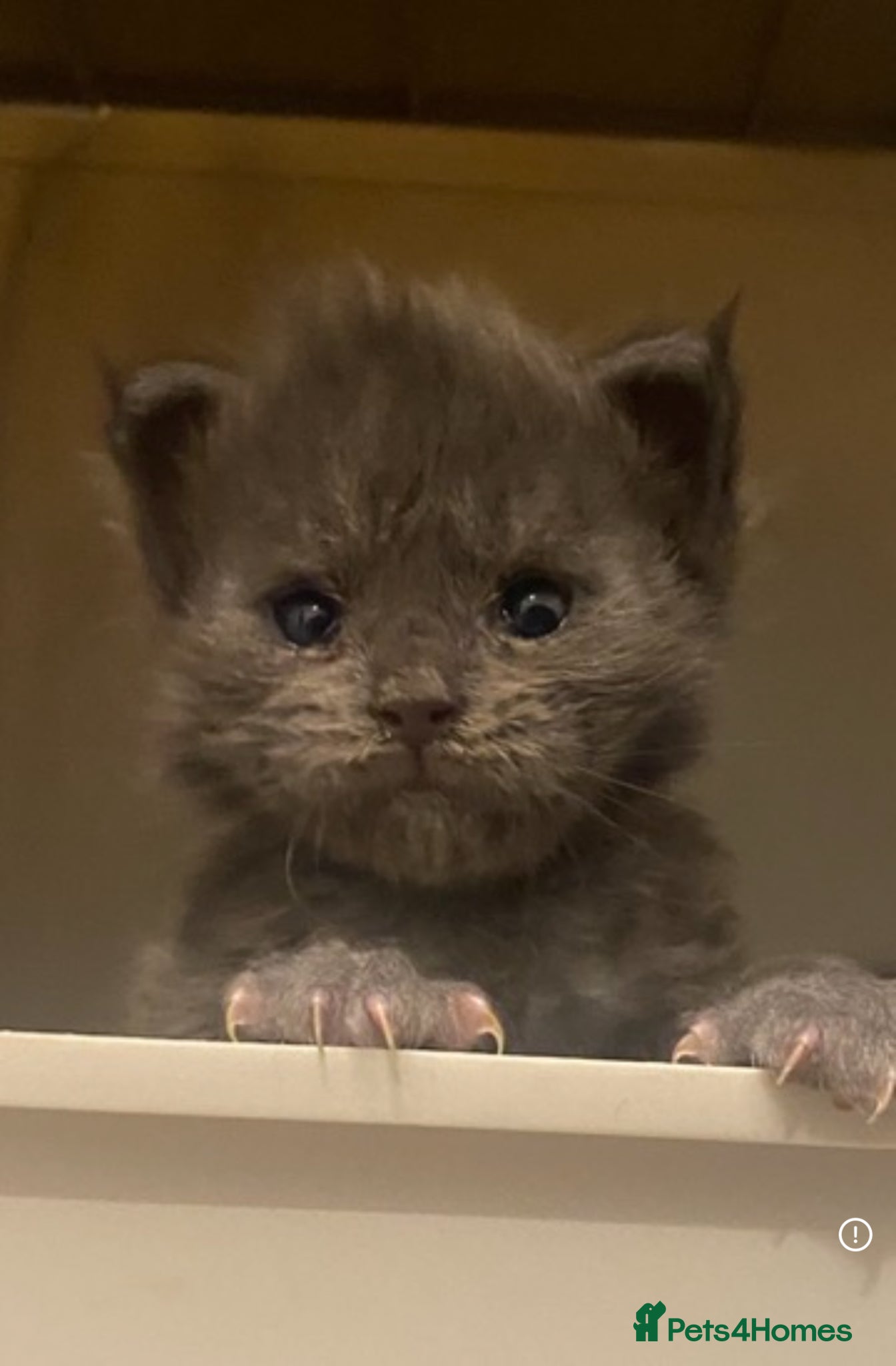 Maine Coon cats Beautiful Maine Coon x Ragdolls - Advert 3