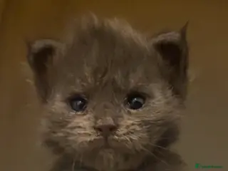 Maine Coon cats Beautiful Maine Coon x Ragdolls - Advert 3