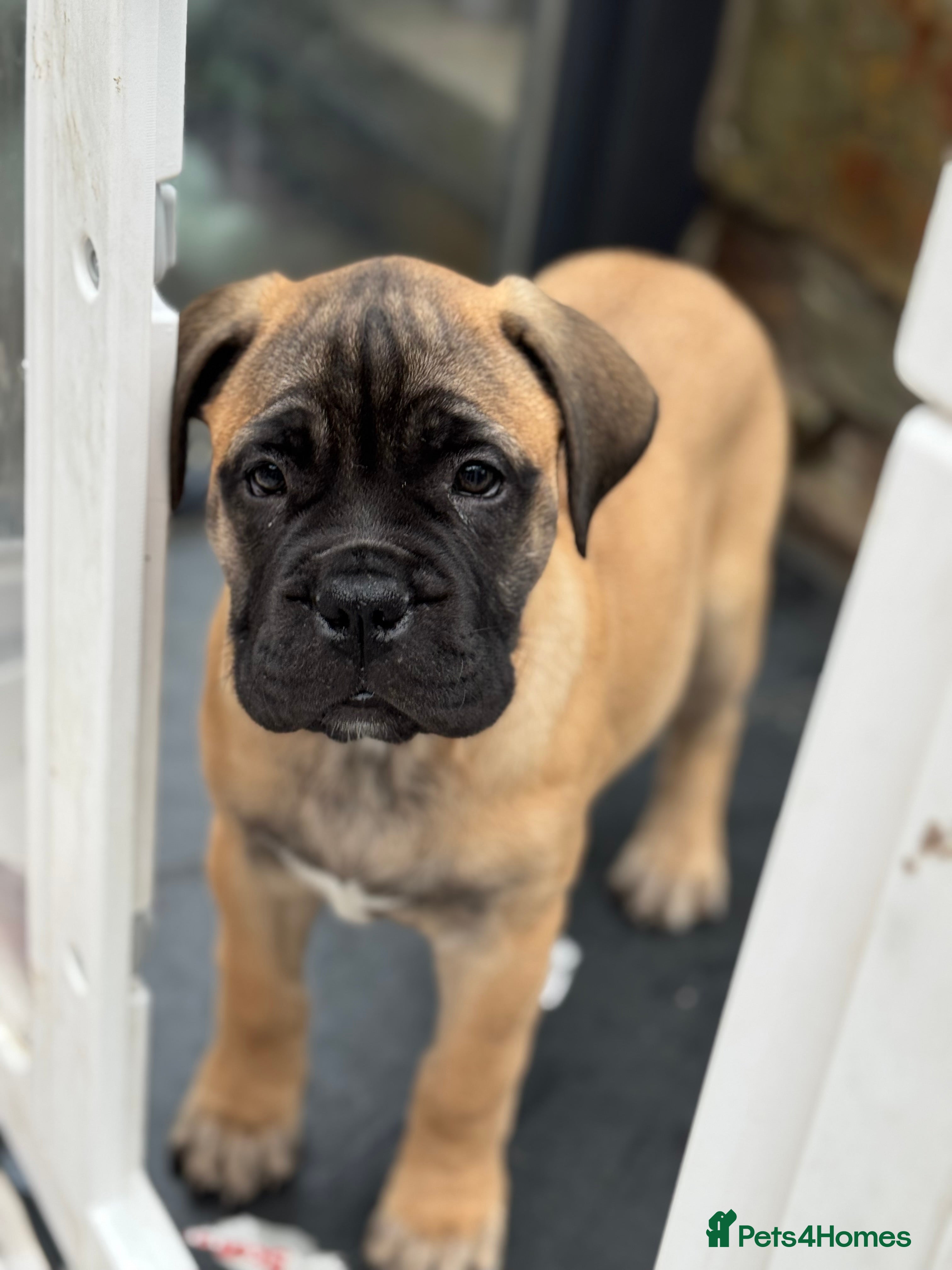 Bullmastiff dogs Beautiful Pedigree Puppies - Advert 1