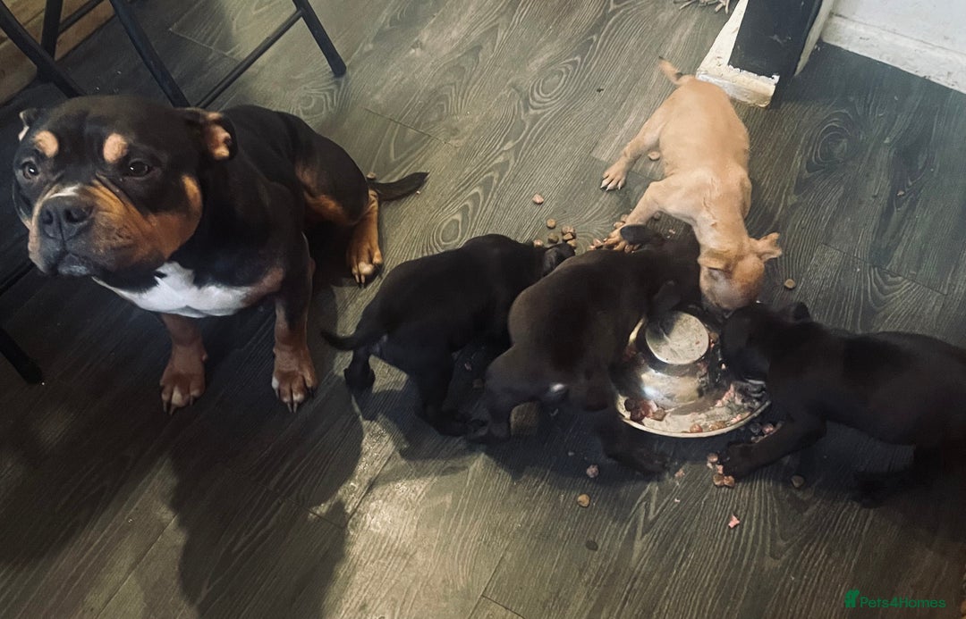 Mixed Breed dogs for sale: Ready to leave mixed breed pups  - Advert 1