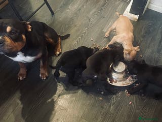 Mixed Breed dogs Ready to leave mixed breed pups - Advert 3