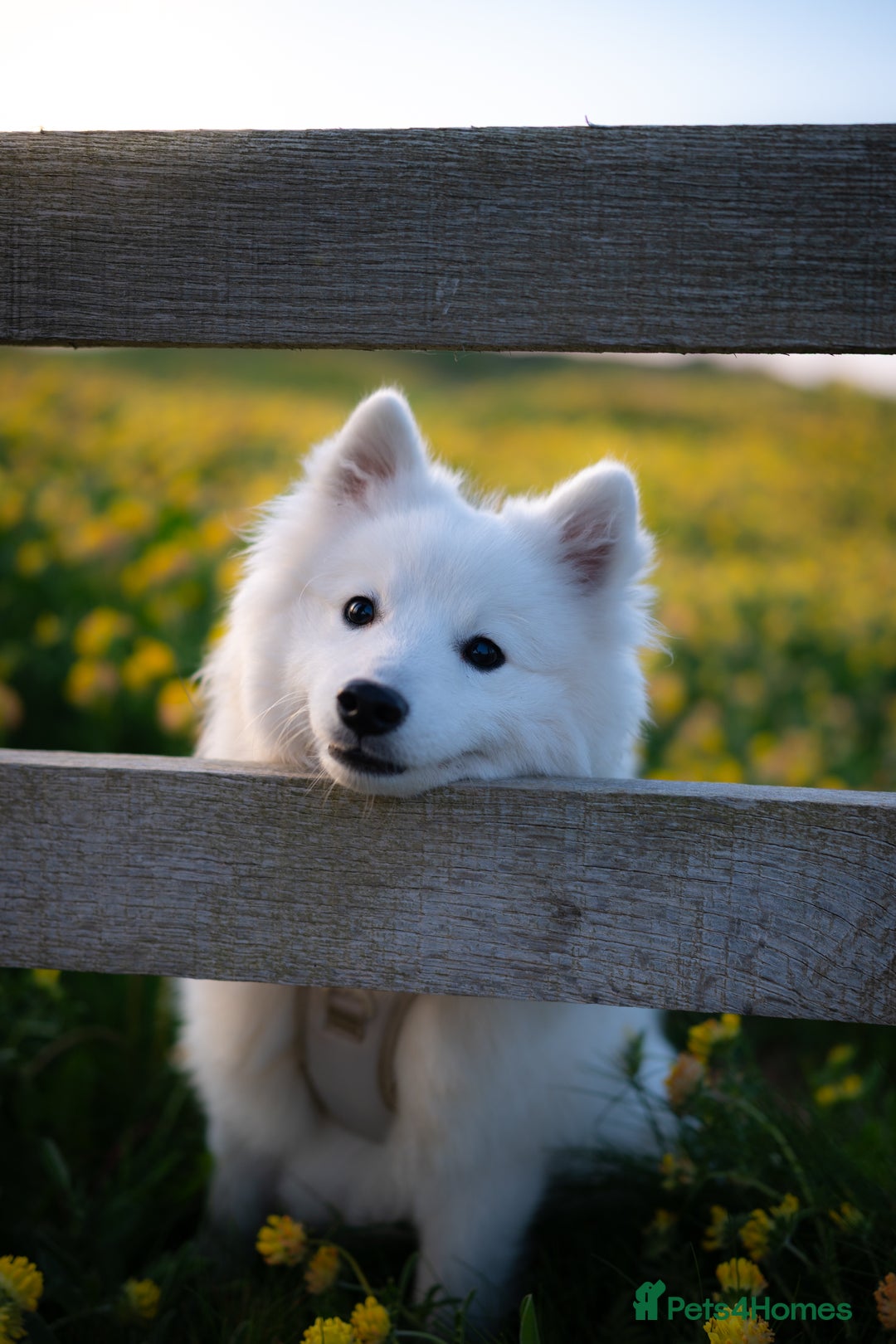 Japanese Spitz dogs for stud: Healthy Japanese Spitz KC Registered Male for Stud - Advert 10