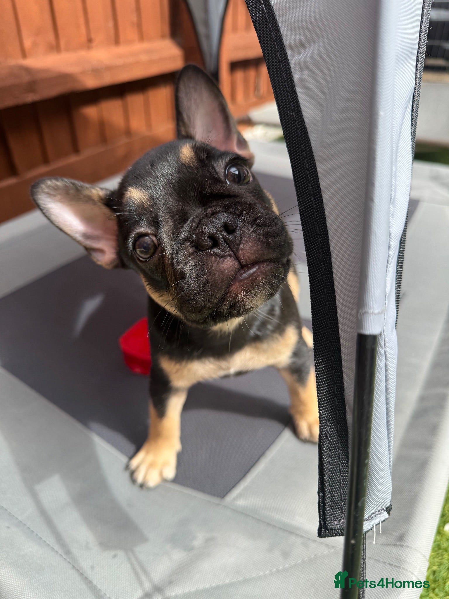 French Bulldog dogs Outstanding French Bulldog puppies  - Advert 2