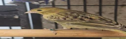 Parrots birds for sale: PARROTS/AMAZONS/PARAKEETS  - Advert 5