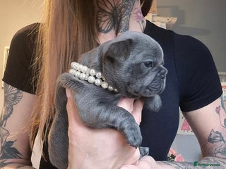French Bulldog dogs 🐾🩷 LAST! Stunning French Bulldog Girl left🩷 - Advert 4