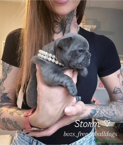 French Bulldog dogs 🐾🩷 LAST! Stunning French Bulldog Girl left🩷 - Advert 15