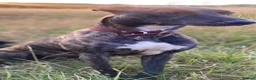 Lurcher dogs for sale: Stunning pups. Beautifully bred lurchers - Advert 3