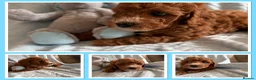 Cavapoo dogs for sale: Gorgeous F1B Cavapoo puppies - Advert 26