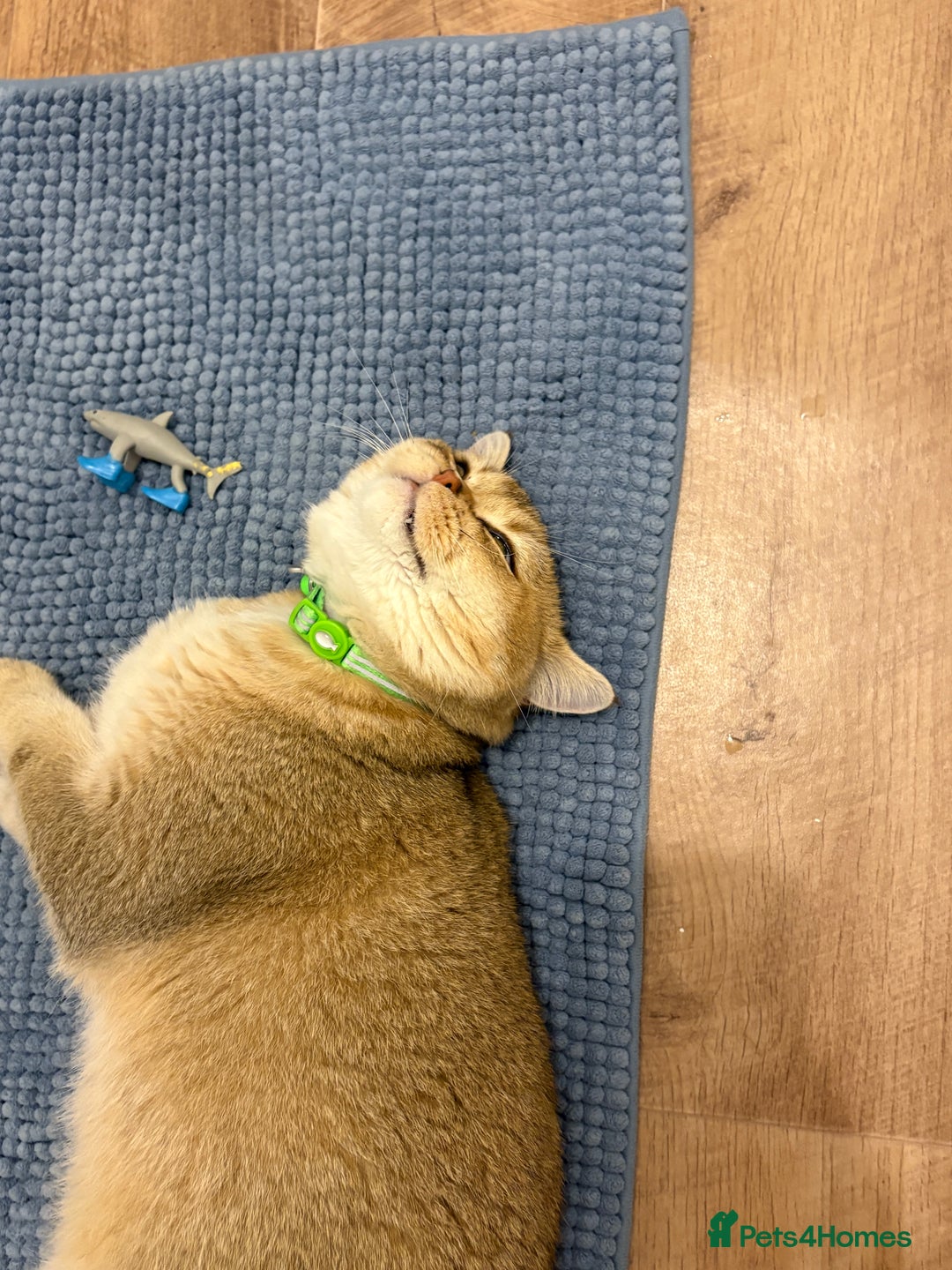 British Shorthair cats for sale: Male British shorthair  - Advert 3