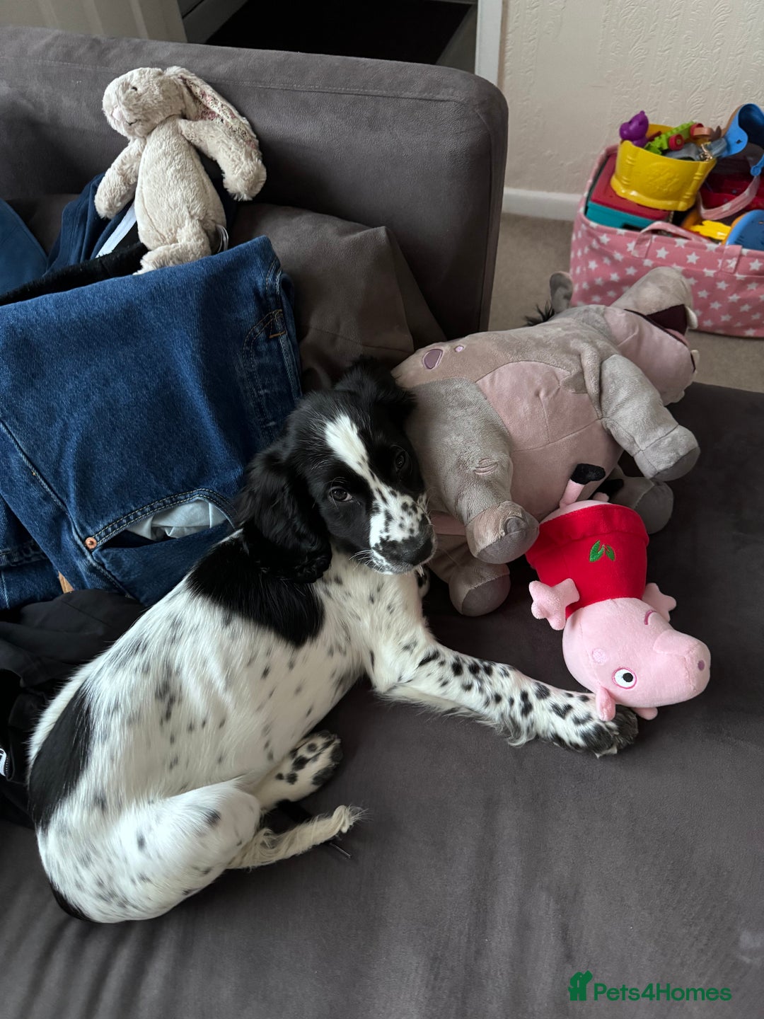 Sprocker dogs for sale: Lovely friendly Sprocker - Image 3
