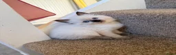 Ragdoll cats for sale: Ragdoll  in Peterborough - Advert 14