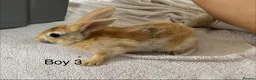 English Lop rabbits for sale: Himalayan x lop bunnies  - Advert 11
