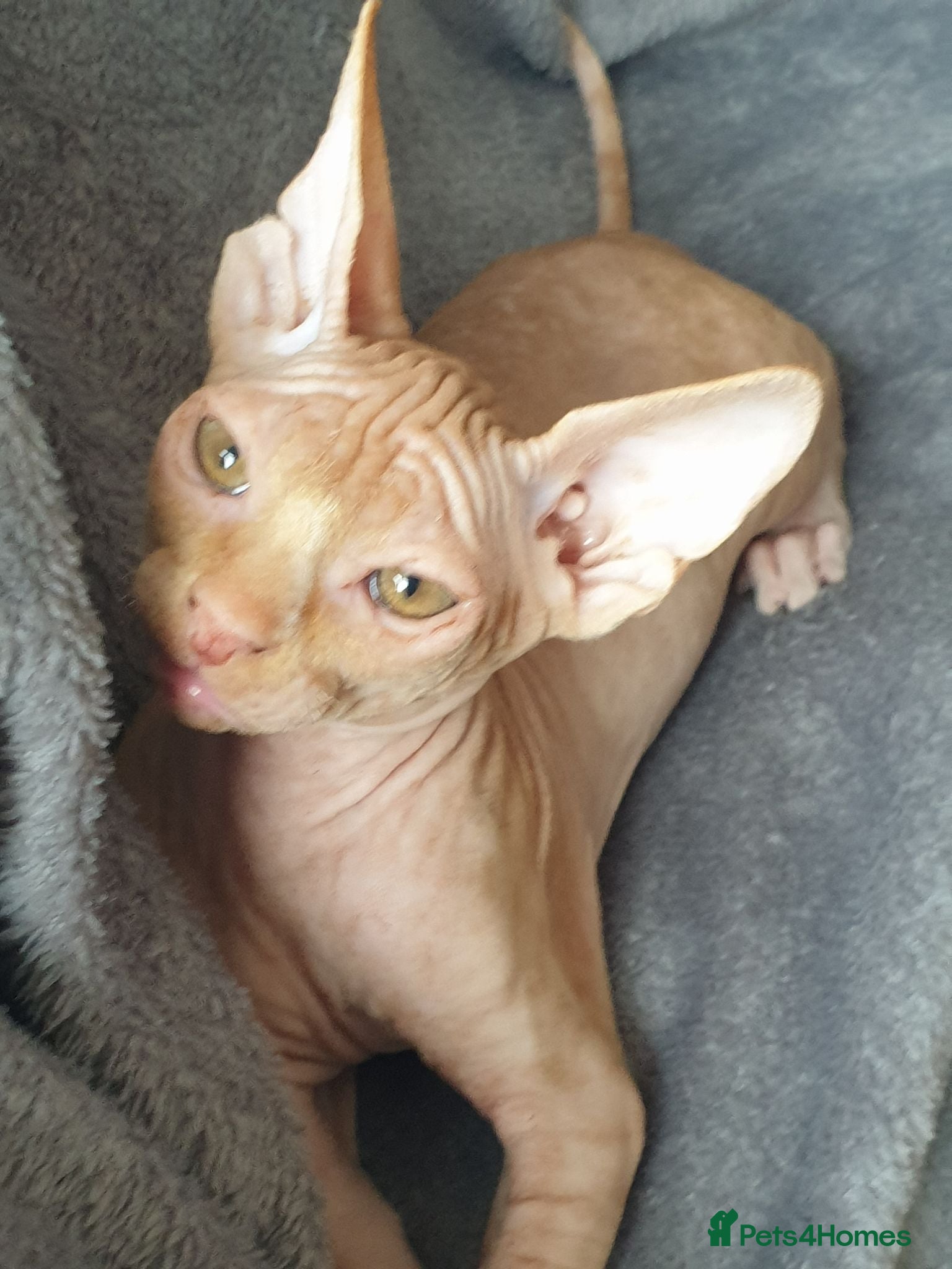 Sphynx cats Sphynx baby boys ready now  - Advert 12