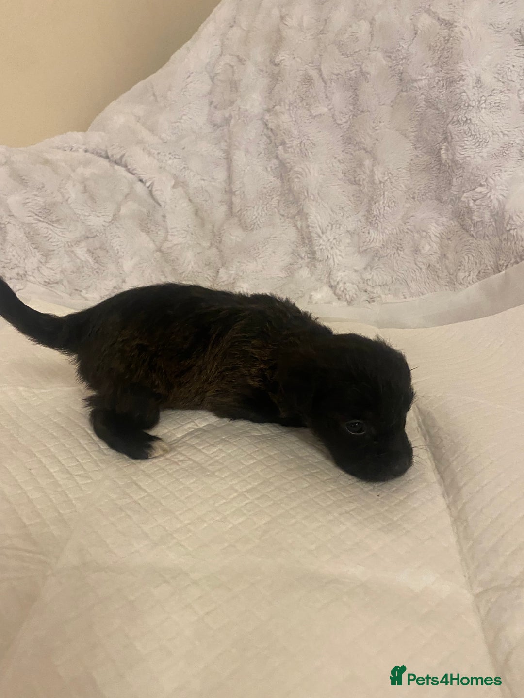 Jackapoo dogs for sale: Jackapoo puppies  - Advert 15