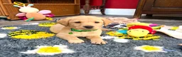 Labrador Retriever dogs for sale: Final 3 boys available 🐾 Pedigree KC Reg labs❤️ - Advert 2