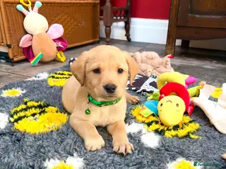 Labrador Retriever dogs Final boys available to meet pedigree KC Reg labs - Advert 1