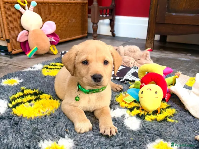 Labrador Retriever dogs Final boys available to meet pedigree KC Reg labs - Advert 10