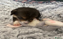Welsh Corgi Cardigan dogs for sale: WELSH CARDIGAN CORGI BABIES FROM 5 ⭐ LICENSED HOME - Image 32