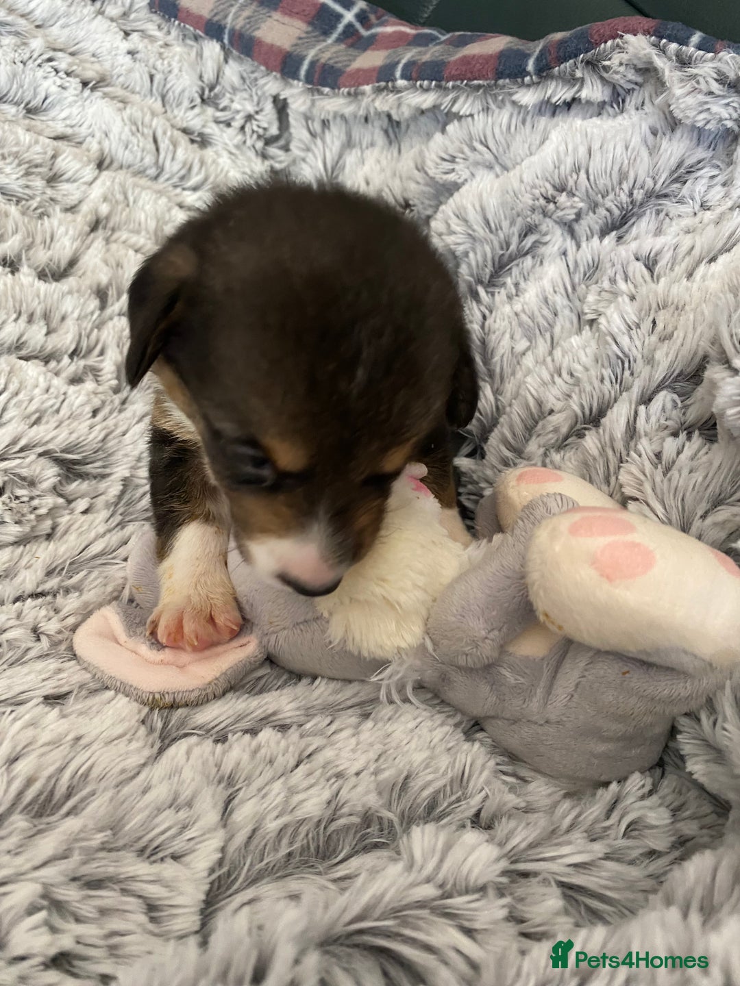 Welsh Corgi Cardigan dogs for sale: WELSH CARDIGAN CORGI BABIES FROM 5 ⭐ LICENSED HOME - Image 32