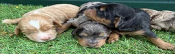 Cockapoo dogs for sale: Stunning Toy Cockapoo pups - Advert 6