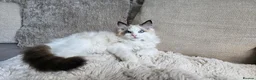 Ragdoll cats for sale: STUNNING RAGDOLL BOY – ACTIVE BREEDING - Advert 6
