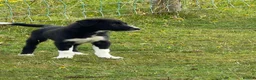 Border Collie dogs for sale: Working Collies - Advert 6