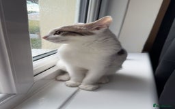 British Shorthair cats for sale: Girl kitten  - Image 2