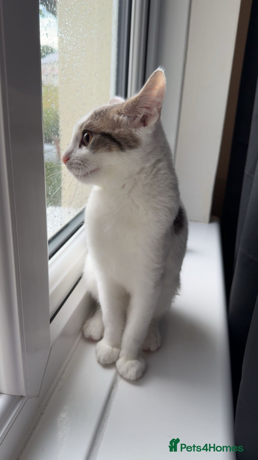 British Shorthair cats for sale: Girl kitten  - Image 2