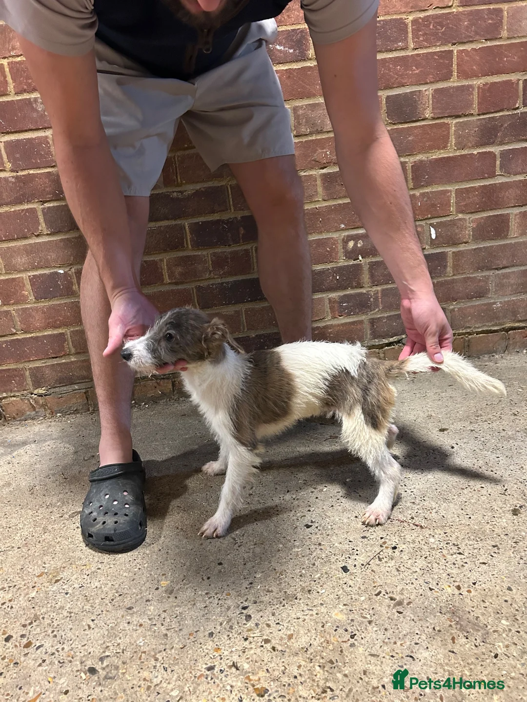 Mixed Breed dogs for sale: Bedlington whippet girl  - Advert 2