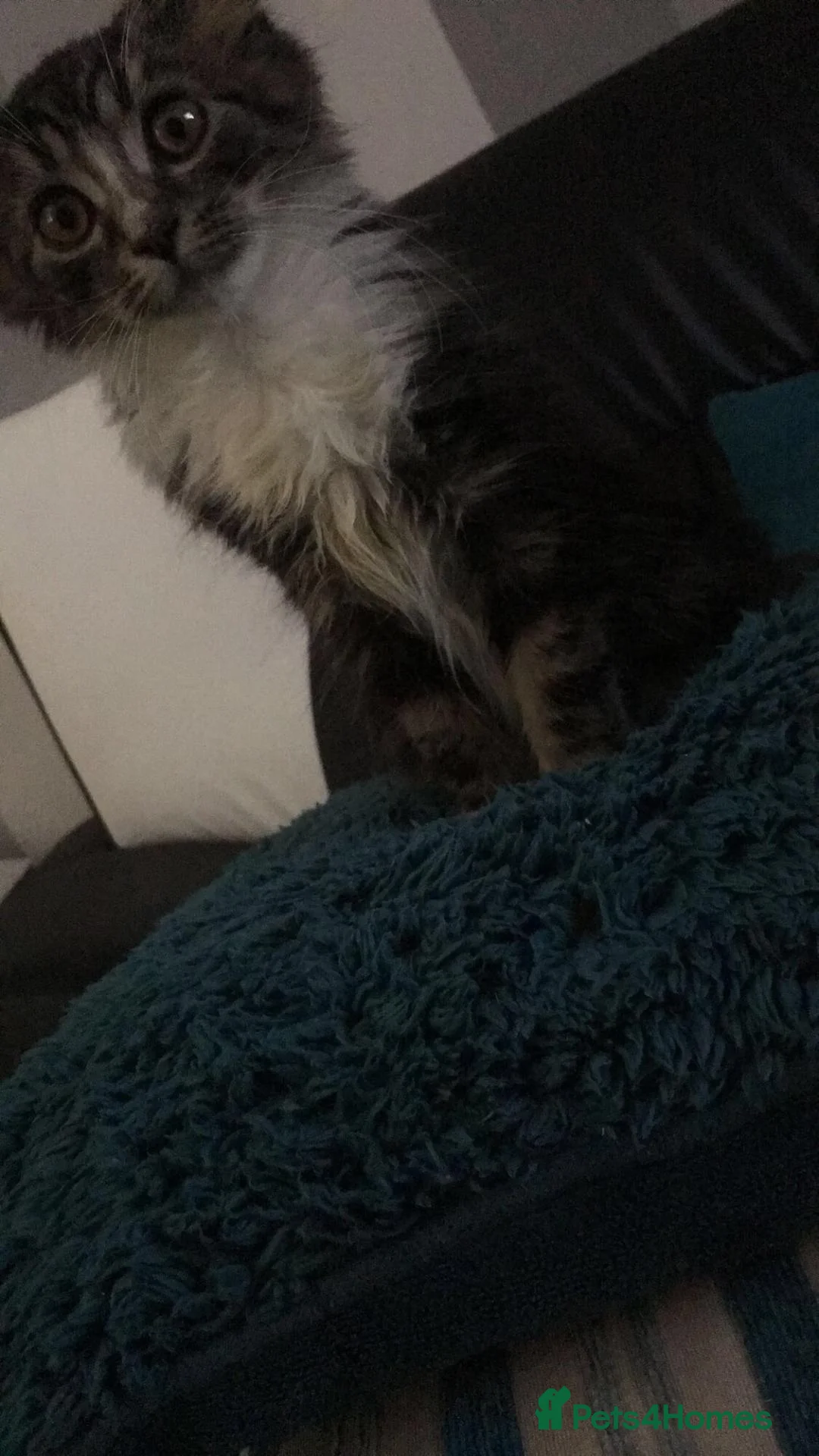 Domestic Shorthair cats for sale: Cat needing new home. - Advert 4