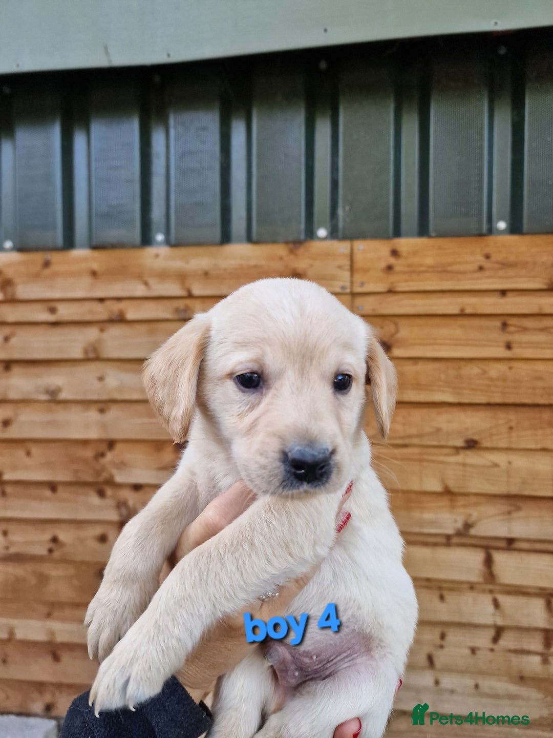 Labradoodle dogs for sale: F1b labradoodle,  back cross to a labrador - Image 4