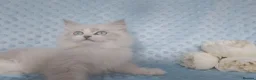 Siberian cats for sale: GCCF Registered Siberian Kitten For Sale  - Advert 15