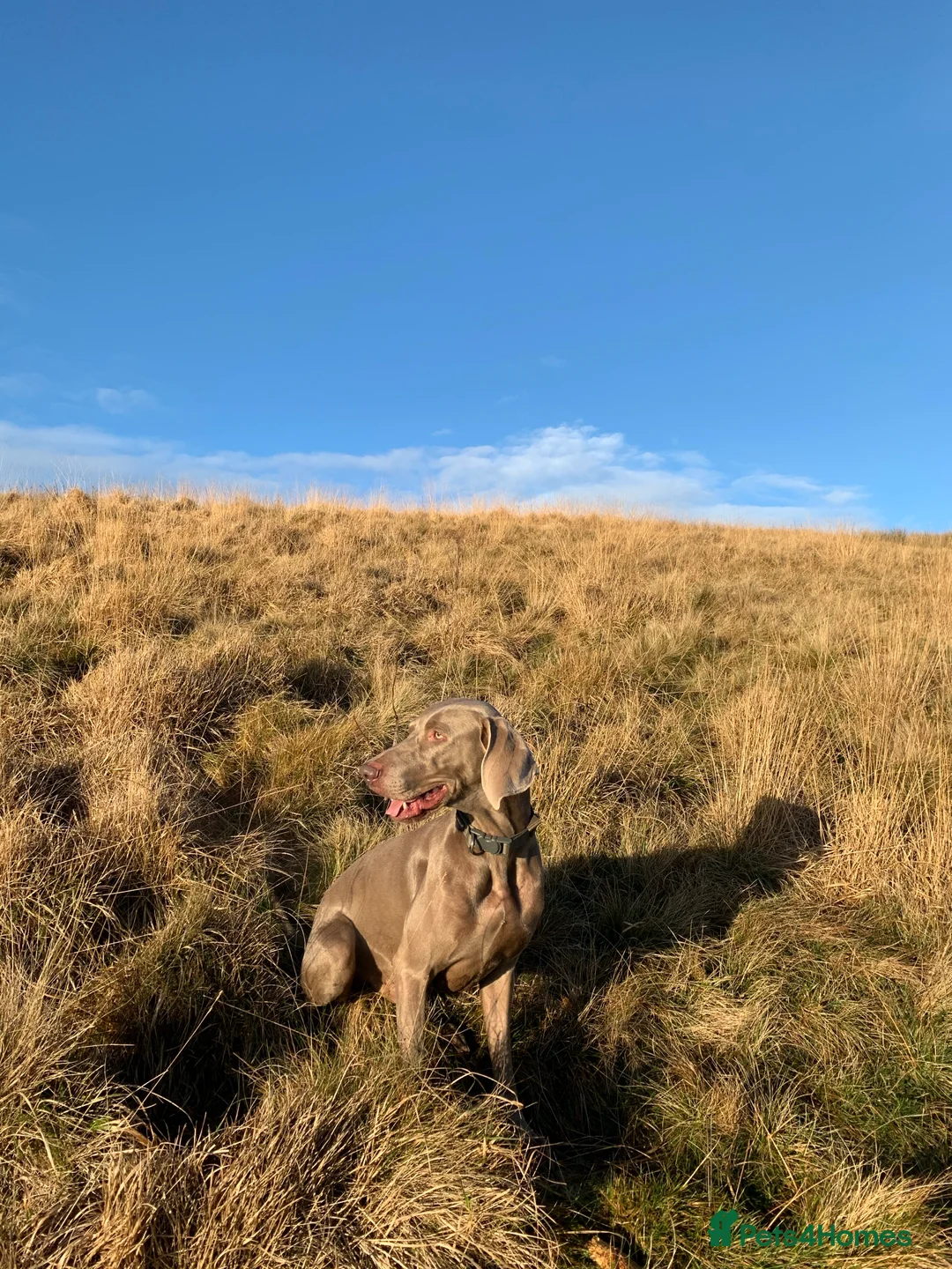 Weimaraner dogs for stud: KING KAISER in Manchester - Advert 6