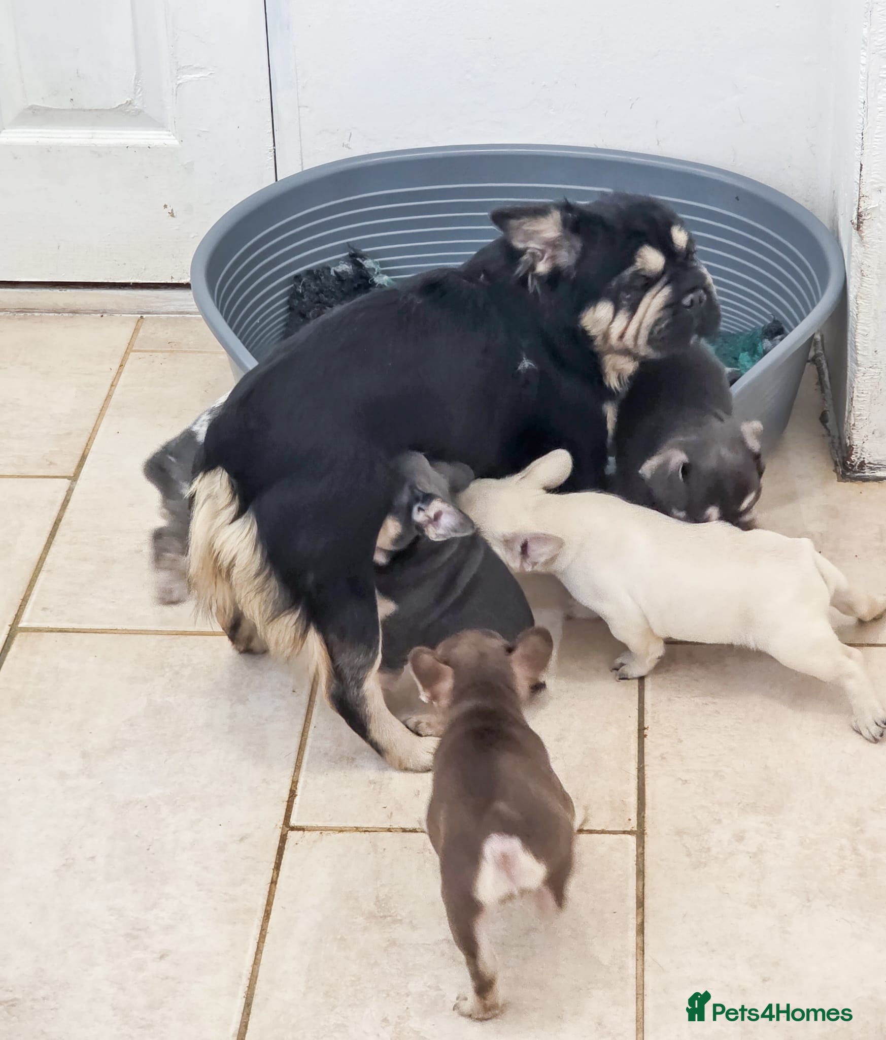 French Bulldog dogs Top Quality french bulldog puppies Available  - Advert 2