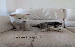 Siberian Husky dogs for sale: 5 Syberrian Husky puppies - Image 17