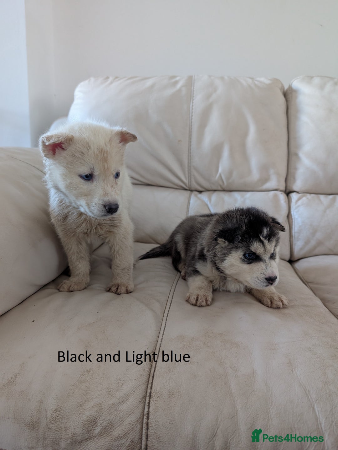 Siberian Husky dogs for sale: 5 Syberrian Husky puppies - Image 17