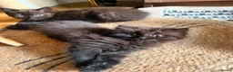 British Shorthair cats for sale: BRITISH SHORTHAIR DOLLS READY NOW! in Uxbridge - Advert 31