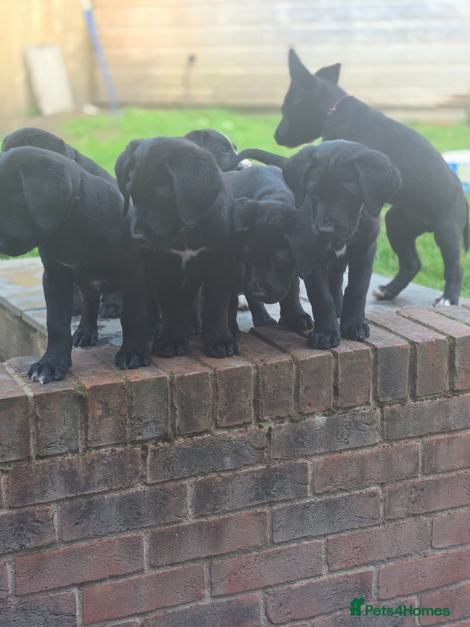 Labrador Retriever dogs Labrador cross Bernese  - Advert 2