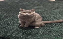 British Shorthair cats for sale: GCCF British Shorthair Cat for Sale  - Image 2