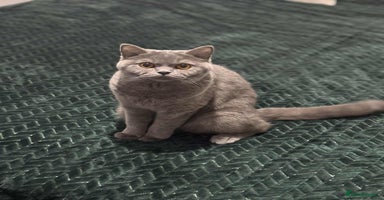 British Shorthair cats - Advert 11